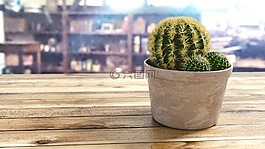 植物,刺,树