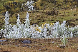 frailejones,páramo de chingaza,昆