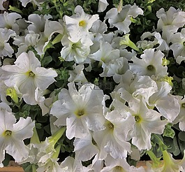 白色的花,白色的花瓣,花瓣
