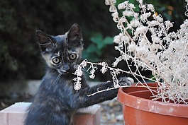做园艺工作的猫,小猫园艺,有趣的小猫