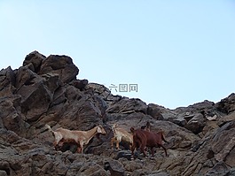 登山者,山羊,les grimpeurs