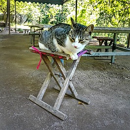 猫,喵,青岛