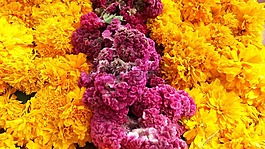 鲜花,颜色,黄色