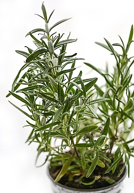 迷迭香,草本植物,草药