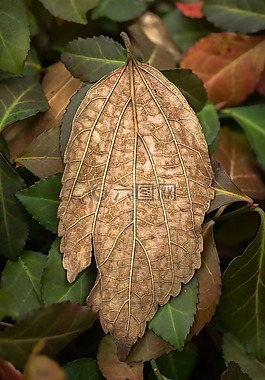 叶,秋季,植物