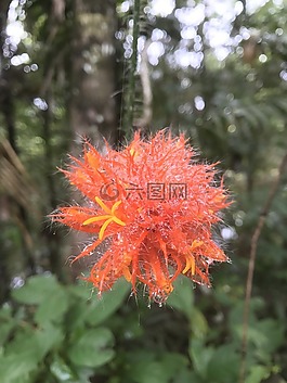 花,丛林,亚马逊