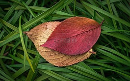 叶,秋季,植物