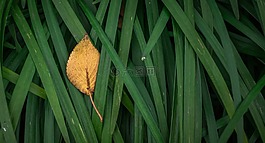 叶,秋季,植物