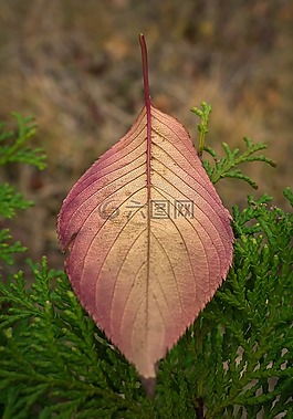 叶,秋季,植物