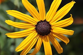 金光菊,coneflower,花