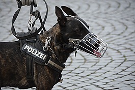 警方,警犬,狗