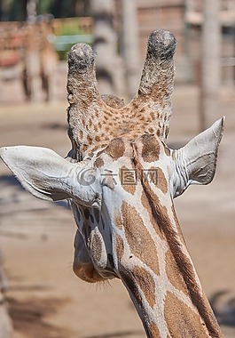 长颈鹿,头,大