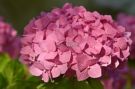 八仙花,布什,花