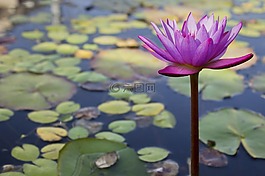 粉红色,花,粉红色的花