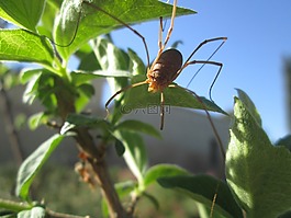 蜘蛛,长腿,巴伦西亚