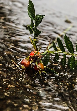 玫瑰果,草本植物,植物