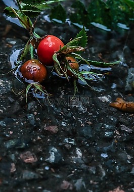玫瑰果,草本植物,植物
