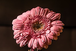 花,粉红色,水