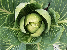 科尔,蔬菜,秋季