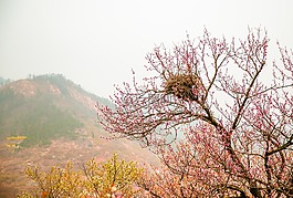 桃花,鸟巢,春色