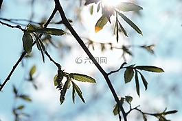 太阳,春天,树