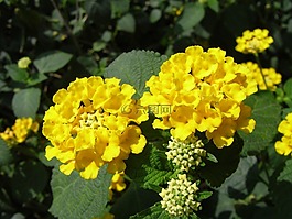 兰塔纳卡马拉,黄色,花卉