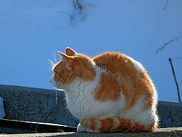 猫,宠物,双色