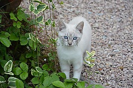 猫,棉花女,猫科动物