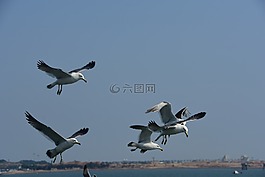 海鸥,紧急情况,飞行