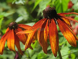 coneflower,花,植物