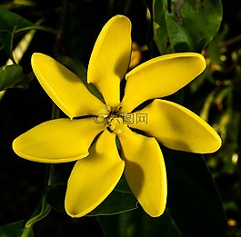 开花,梅花,黄色