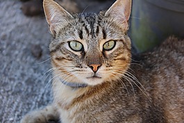 猫,动物,猫头