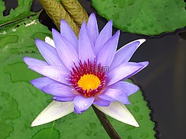 礼来的花,花,礼来公司
