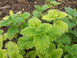 薄荷,草本植物,叶子