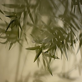 竹影,幕布,灯光