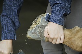 蹄护理,蹄凿击,孩子