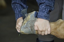 蹄护理,蹄凿击,孩子