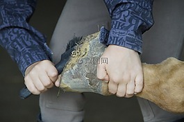蹄护理,蹄凿击,马