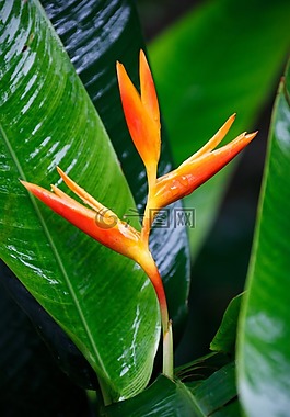 美丽,盛开,开花