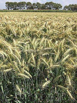 小麦,硬粒小麦,字段