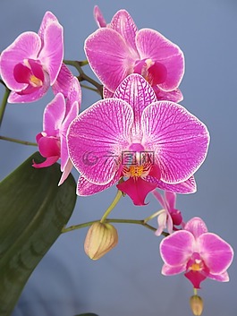 兰花,蝴蝶兰,蛾