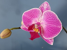 兰花,蝴蝶兰,蛾