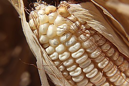 cob,玉米,农业