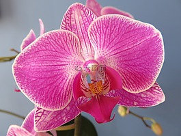 蝴蝶兰,兰花,花