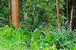 丛林,植被,热带