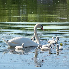 天鹅,cygnets,经验教训