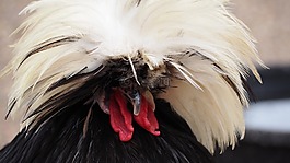 鸡,农场动物,动物