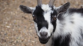 山羊,农场动物,动物