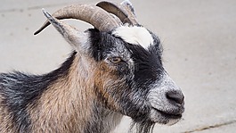 山羊,农场动物,动物