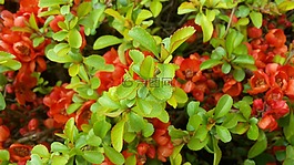 观赏木瓜,鲜花,橘红色
